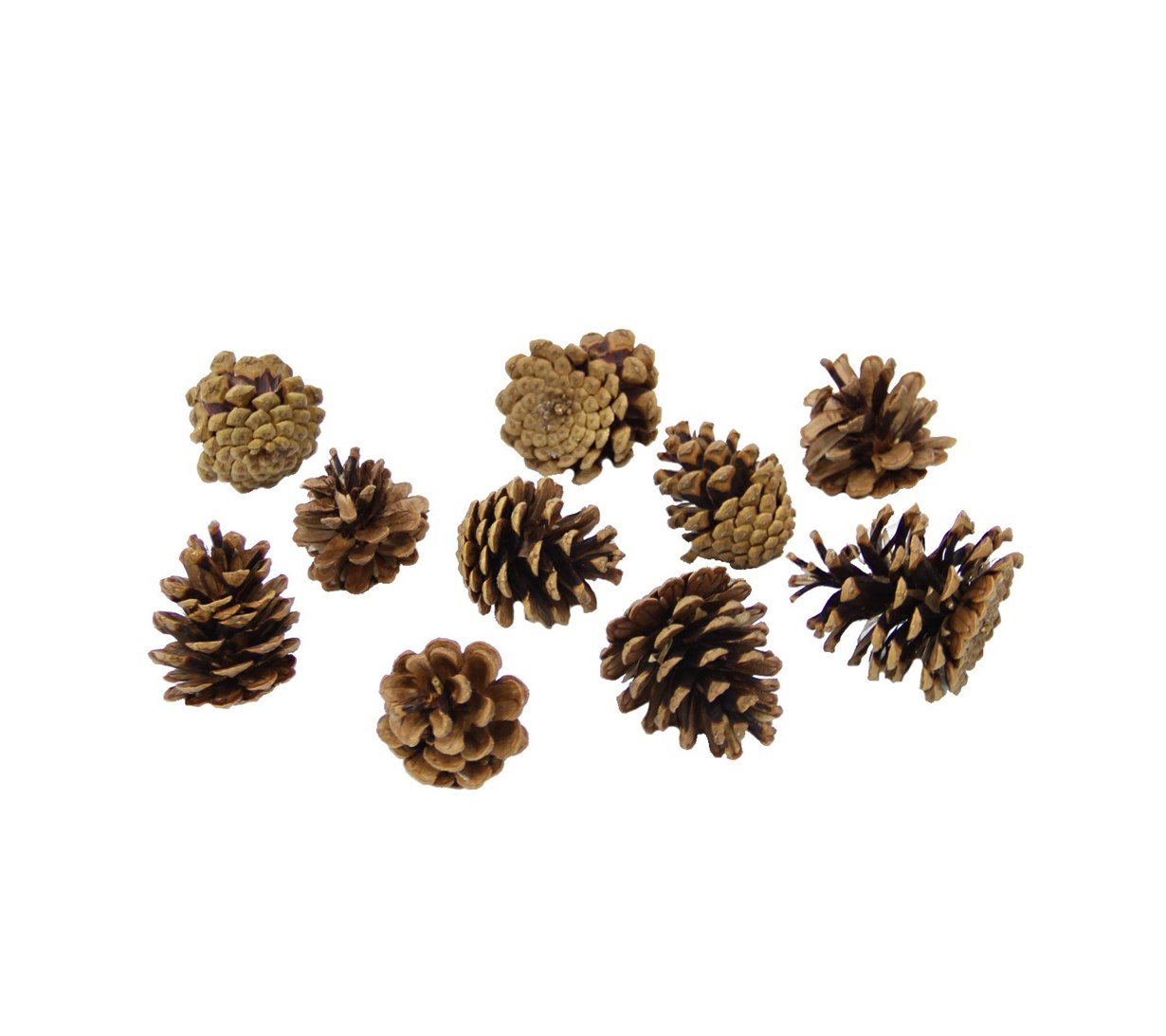 Pine%20Cone%2010%20pcs%20Natural