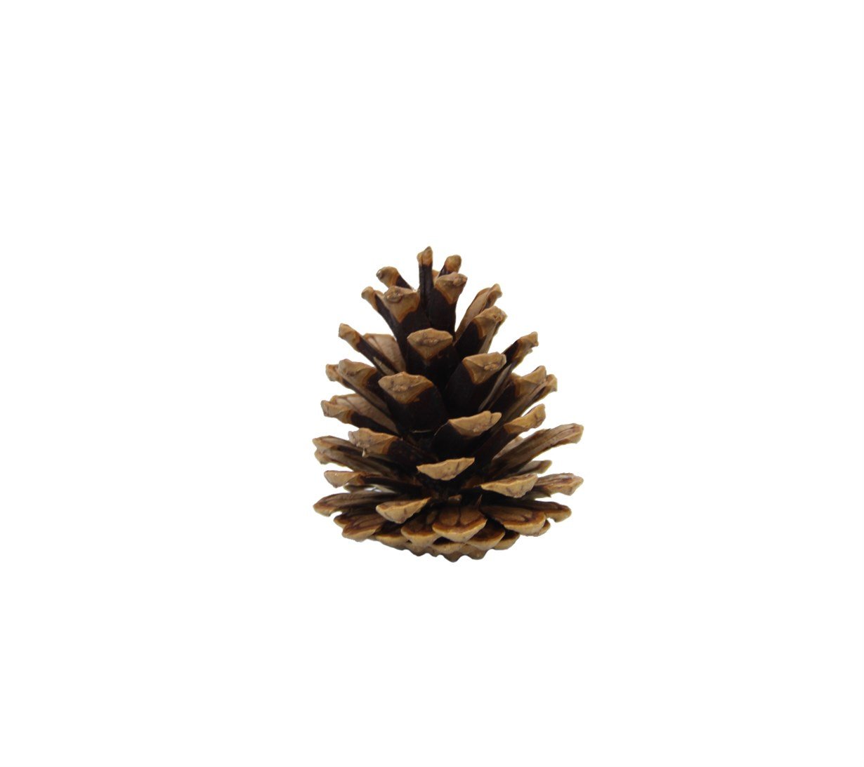 Pine%20Cone%2010%20pcs%20Natural