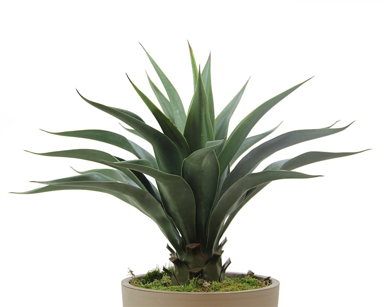 Yapay%20Agave%20Ağacı%2060%20cm