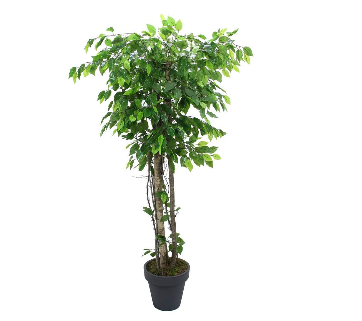 Yapay%20Ficus%20Benjamin%20Ağacı%20170%20cm