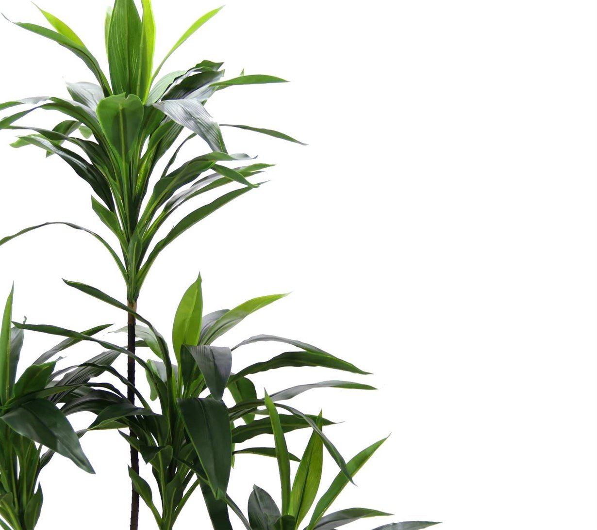 Artificial%20Dracena%20Tree%20155%20cm