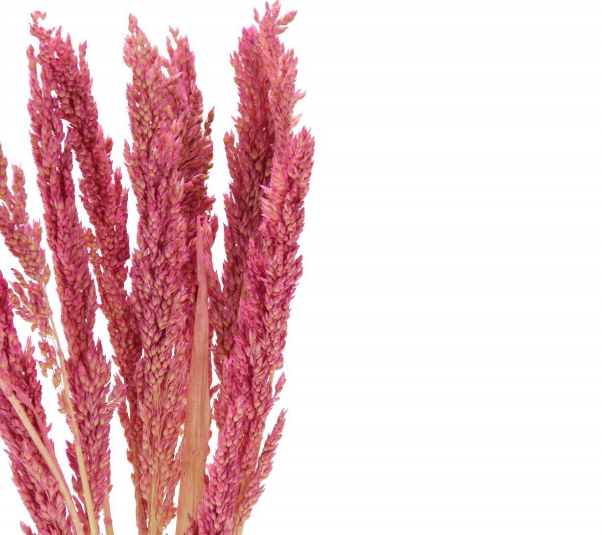 Dried%20Bulgur%20Grass%20Pink