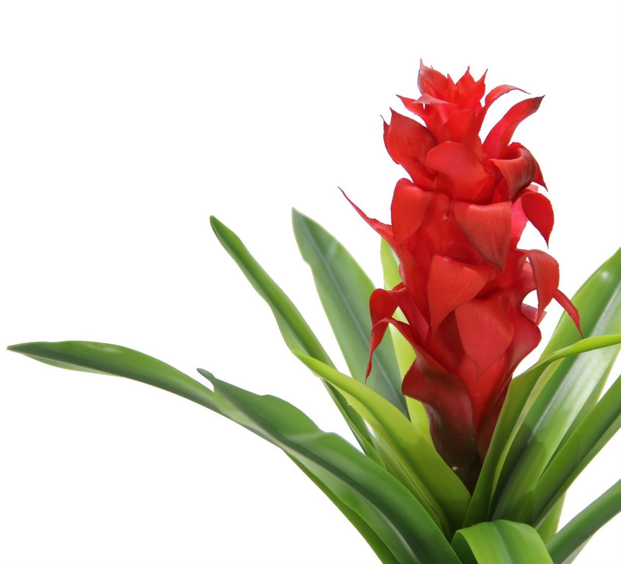 Artificial%20Guzmania%20Branch%20Lively%20Touch%2049%20cm