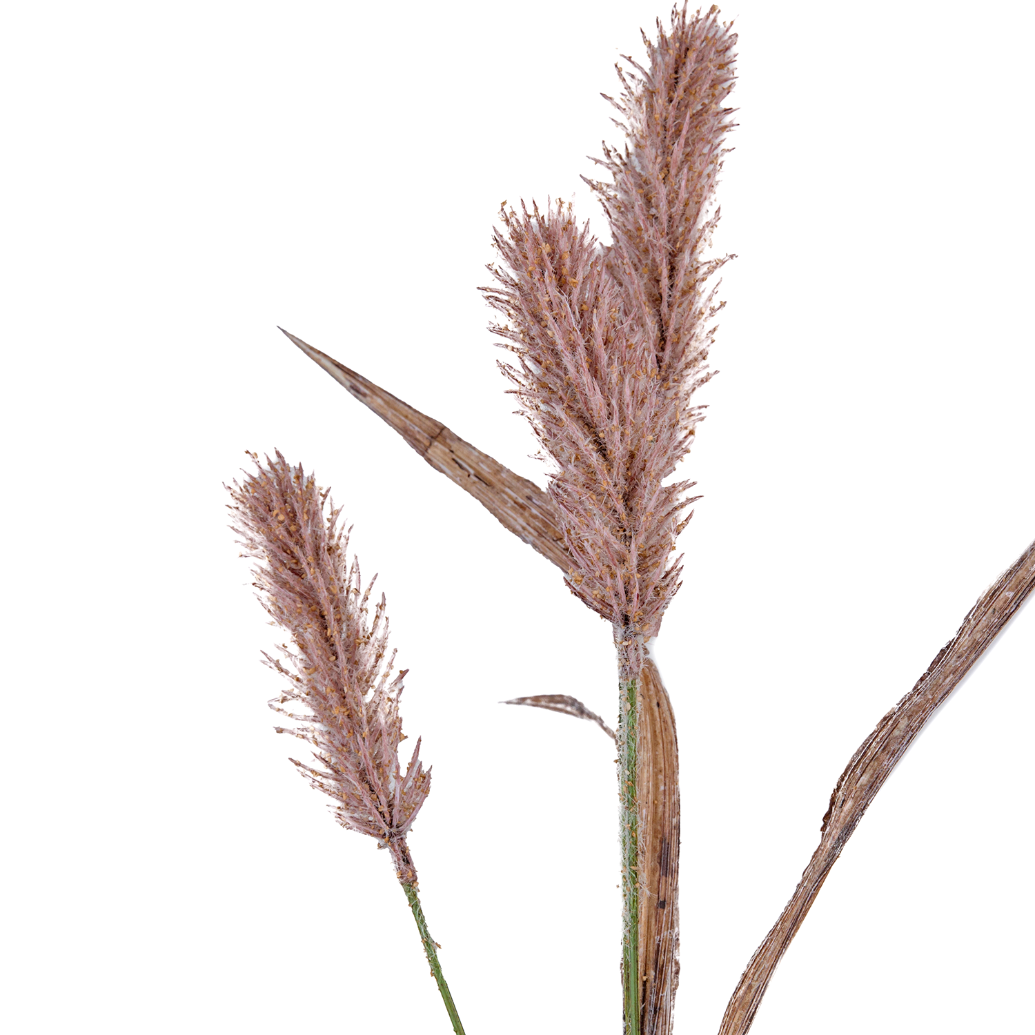 Artificial%20Reed%20Branch%20Brown%2068%20cm