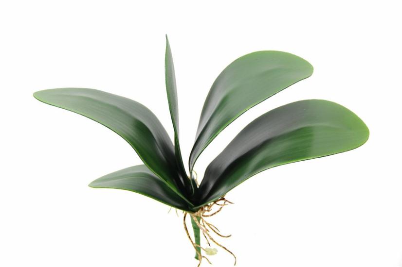 Artificial Orchid Leaf