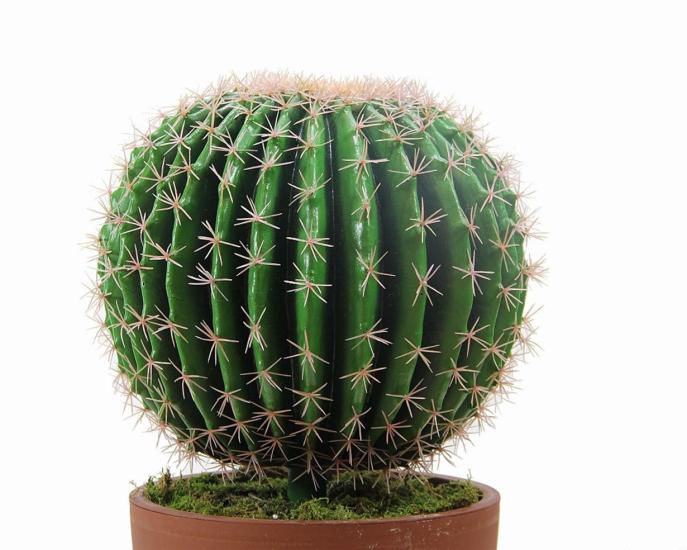 Artificial Golden Barrel Cactus 55 cm