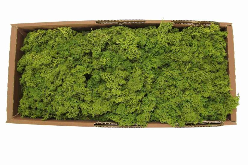 İthal Moss yosun 1500 Gram Model 2