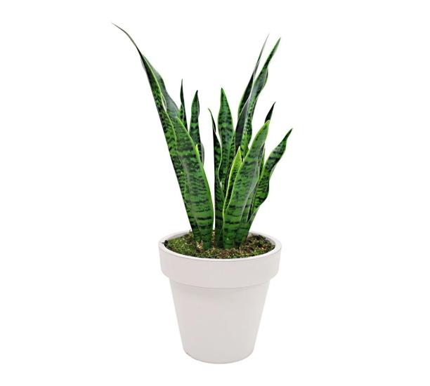 Artificial Sanseverya Pasha Sword Tree 85 cm