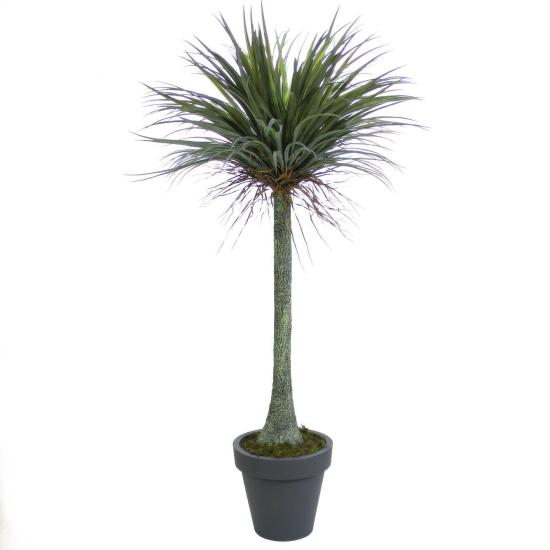 Artificial Nolina Tree 190 cm